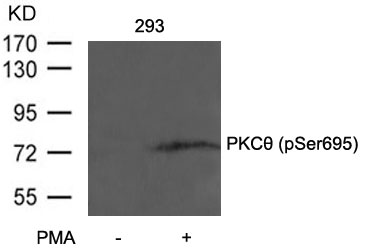 PKCth(Phospho-Ser695) Antibody