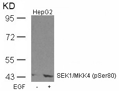 SEK1/MKK4(Phospho-Ser80) Antibody