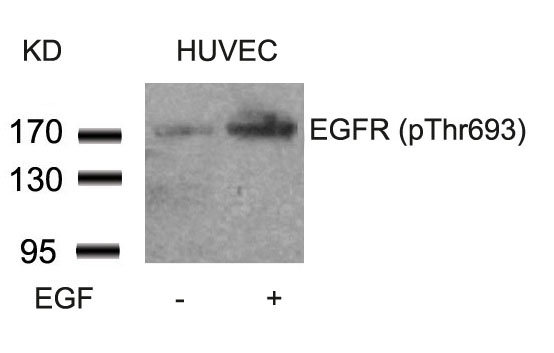 EGFR(Phospho-Thr693) Antibody