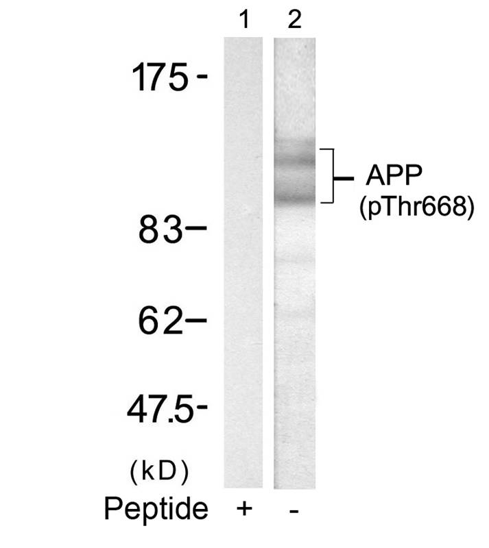 APP(Phospho-Thr668) Antibody