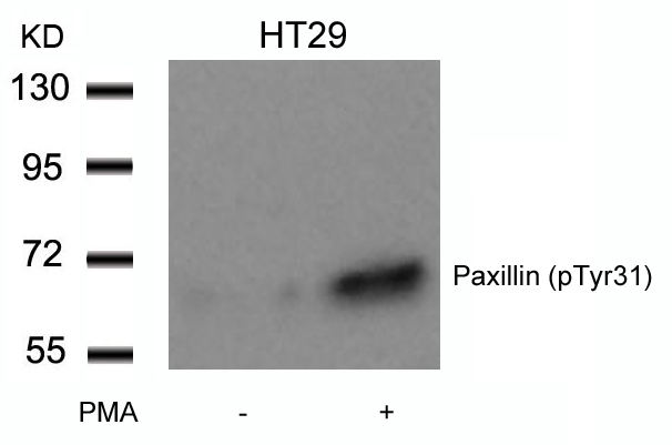 Paxillin(Phospho-Tyr31) Antibody