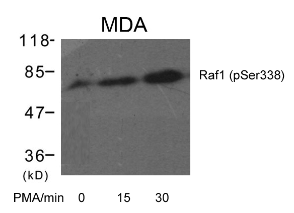 Raf1(Phospho-Ser338) Antibody