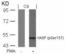 VASP(Phospho-Ser157) Antibody