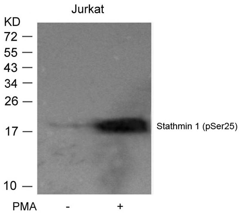 Stathmin1(Phospho-Ser25) Antibody