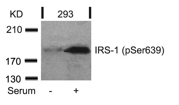 IRS-1(Phospho-Ser639) Antibody