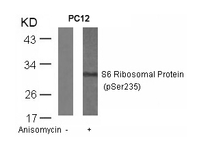 S6 Ribosomal Protein(Phospho-Ser235) Antibody