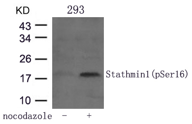 Stathmin1(Phospho-Ser16) Antibody