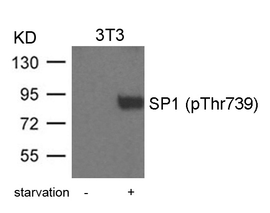 SP1(Phospho-Thr739) Antibody