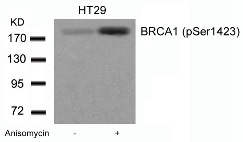 BRCA1(Phospho-Ser1423) Antibody