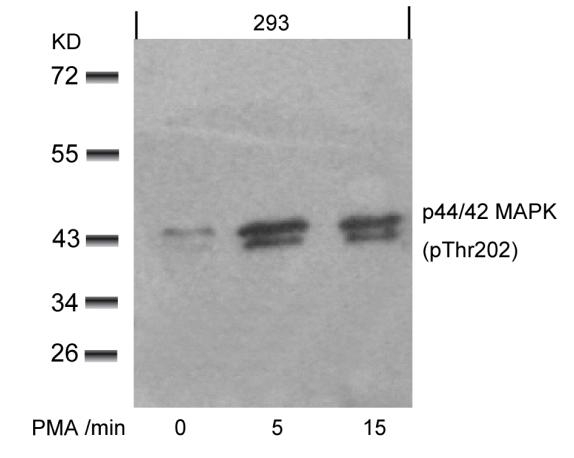 p44/42 MAP Kinase(Phospho-Thr202) Antibody