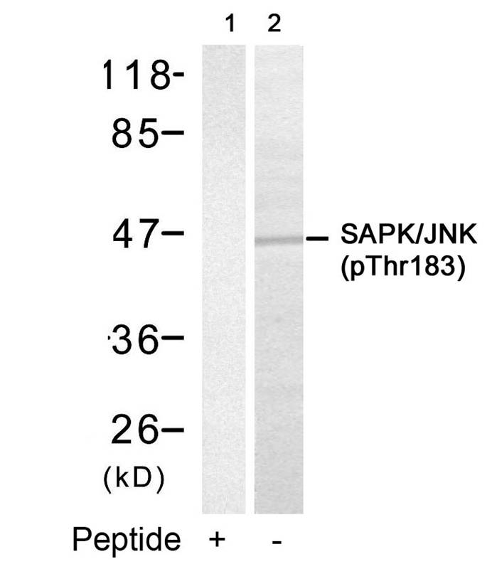 SAPK/JNK(Phospho-Thr183) Antibody