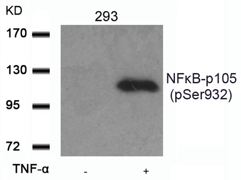 NFkB-p105(Phospho-Ser932) Antibody