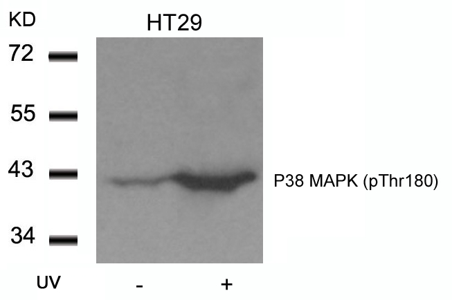 P38 MAPK(Phospho-Thr180) Antibody