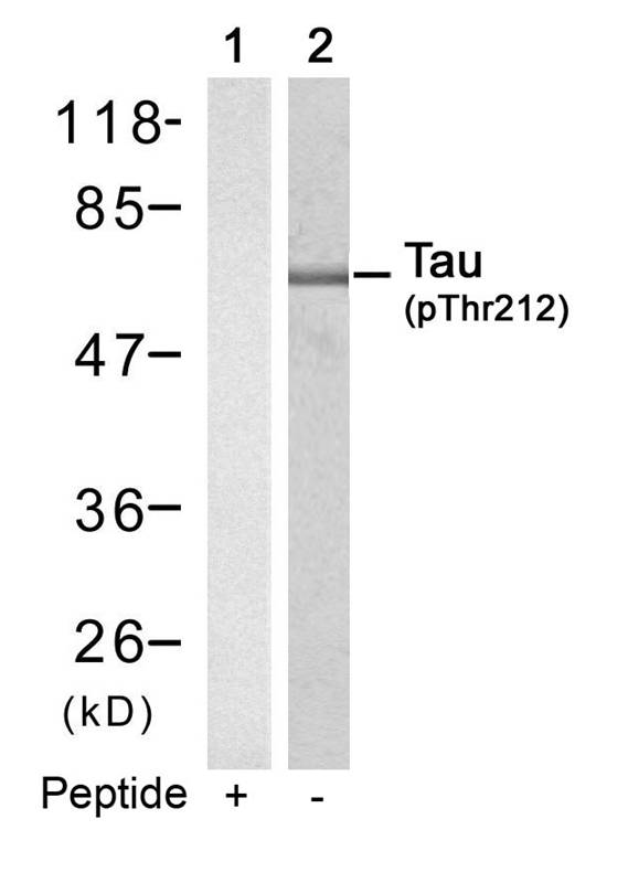 Tau(Phospho-Thr212) Antibody