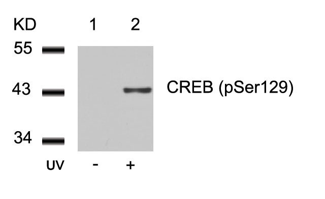 CREB(Phospho-Ser129) Antibody