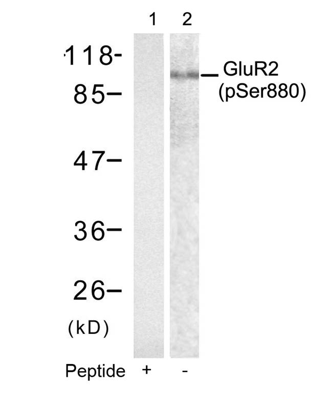 GluR2 (phospho-Ser880) antibody