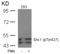 Shc1(Phospho-Tyr427) Antibody