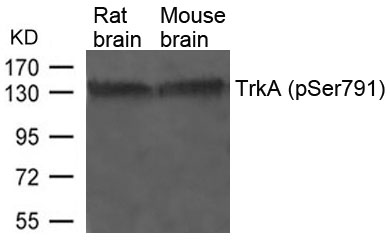 TrkA(Phospho-Tyr791) Antibody