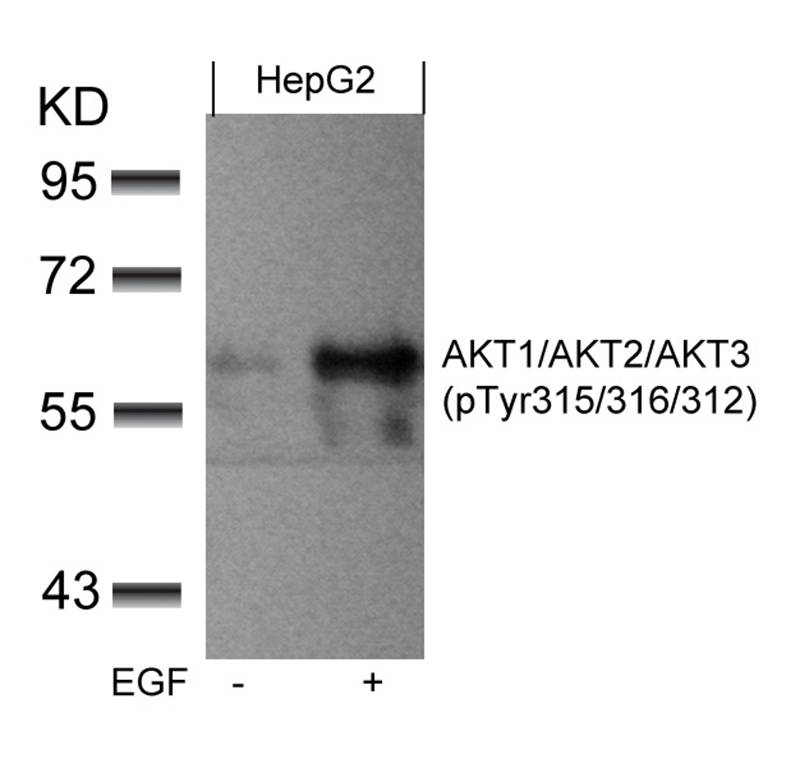 AKT1/AKT2/AKT3(phospho-Tyr315/316/312) Antibody