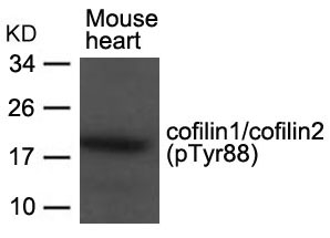 cofilin1/cofilin2(phospho-Tyr88) Antibody