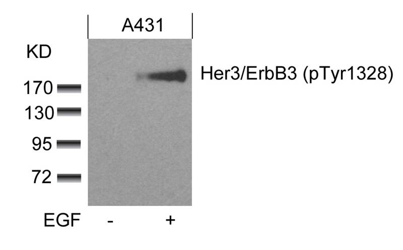 Her3/ErbB3(phospho-Tyr1328) Antibody