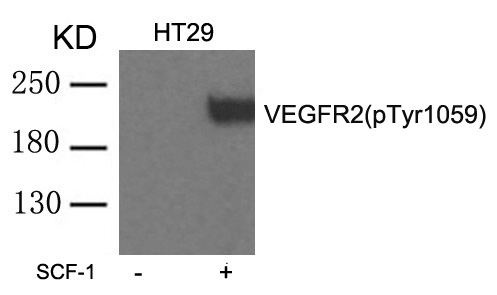 VEGFR2(phospho-Tyr1059) Antibody