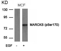 MARCKS(phospho-Ser170) Antibody