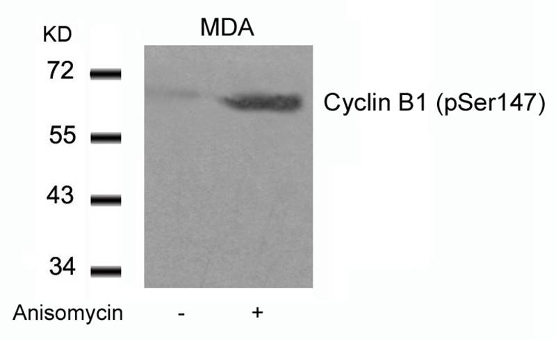 Cyclin B1(phospho-Ser147) Antibody