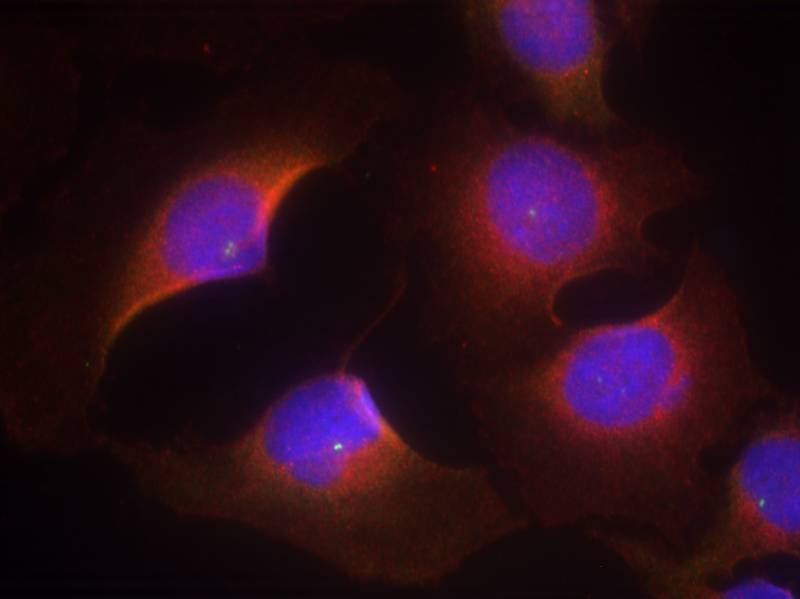 CDK6(phospho-Tyr13) Antibody