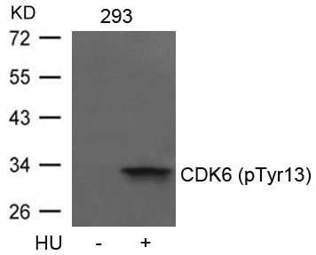 CDK6(phospho-Tyr13) Antibody