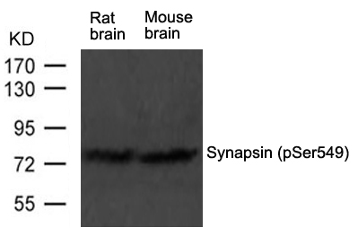 Synapsin(phospho-Ser549) Antibody