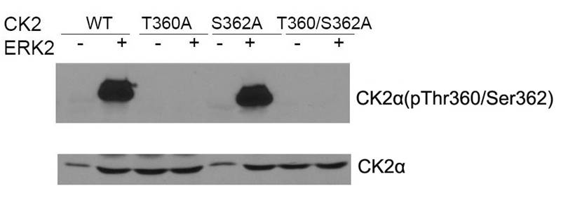 CK2a(phospho-Thr360/Ser362) Antibody