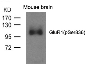 GluR1(phospho-Ser836) Antibody