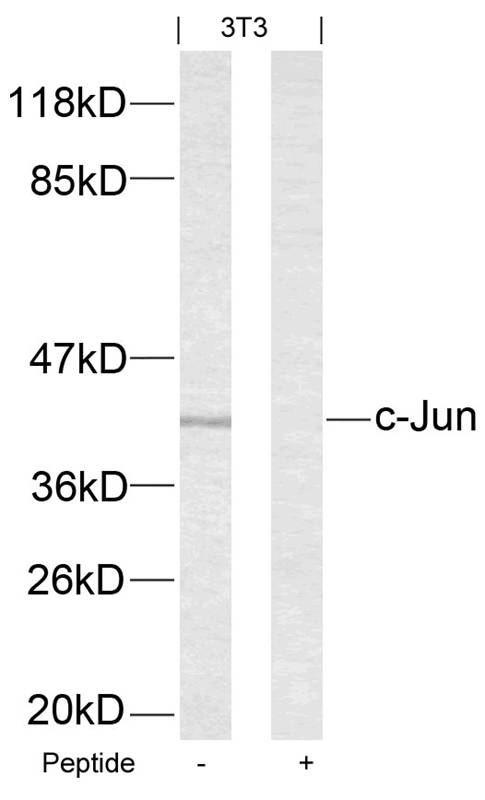 c-Jun(Ab-63) Antibody