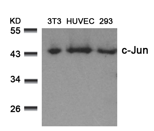 c-Jun(Ab-73) Antibody