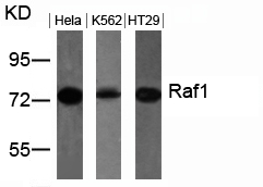 Raf1(Ab-259) Antibody