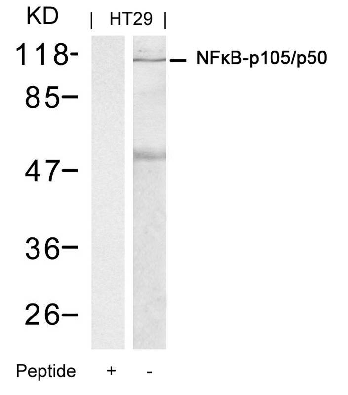 NFkB-p105/p50(Ab-337) Antibody