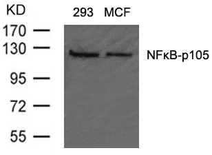 NFkB-p105(Ab-907) Antibody