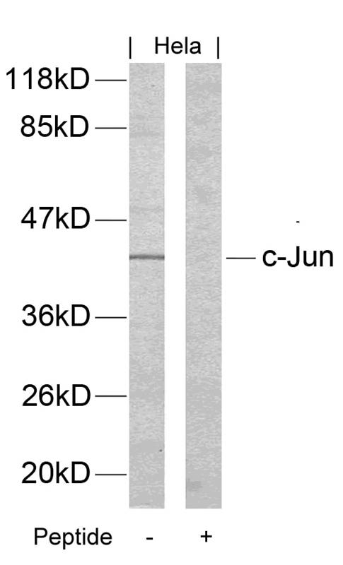 c-Jun(Ab-170) Antibody