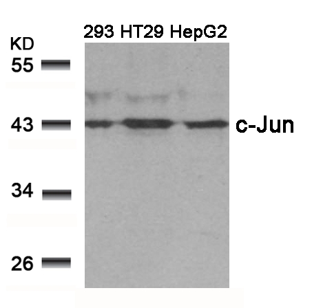 c-Jun(Ab-239) Antibody
