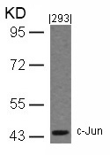 c-Jun(Ab-243) Antibody