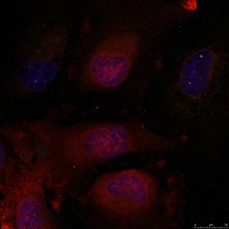 JunD(Ab-255) Antibody