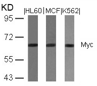 Myc(Ab-358) Antibody