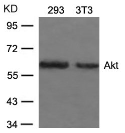 Akt(Ab-473) Antibody