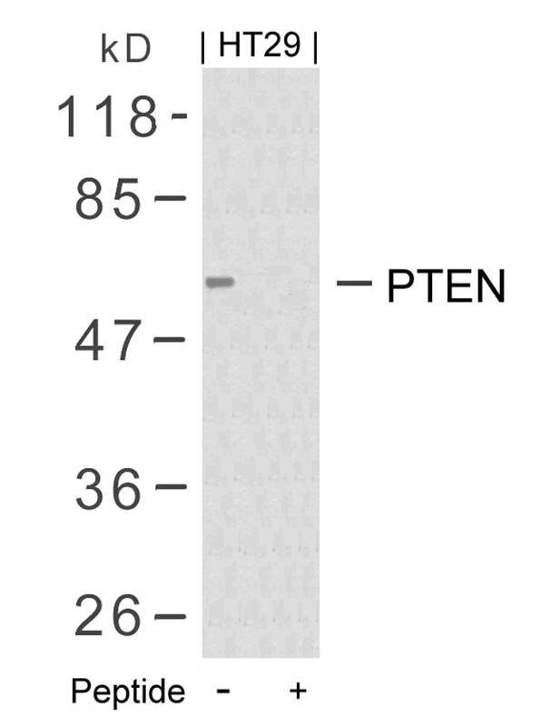 PTEN(Ab-380/382/383) Antibody