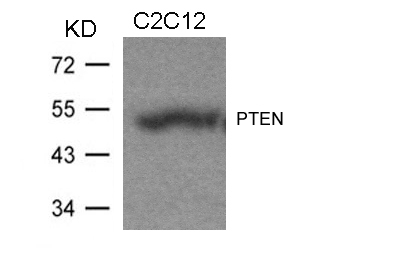 PTEN(Ab-370) Antibody