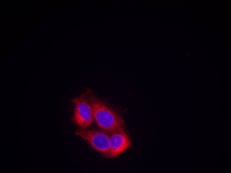 VEGFR2(Ab-951) Antibody