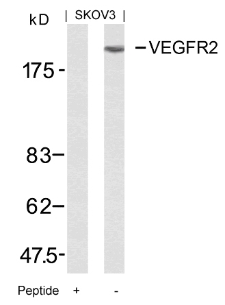 VEGFR2(Ab-951) Antibody