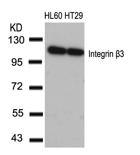 Integrin b3(Ab-773) Antibody
