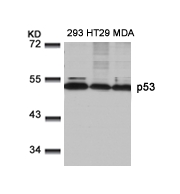 p53(Ab-9) Antibody